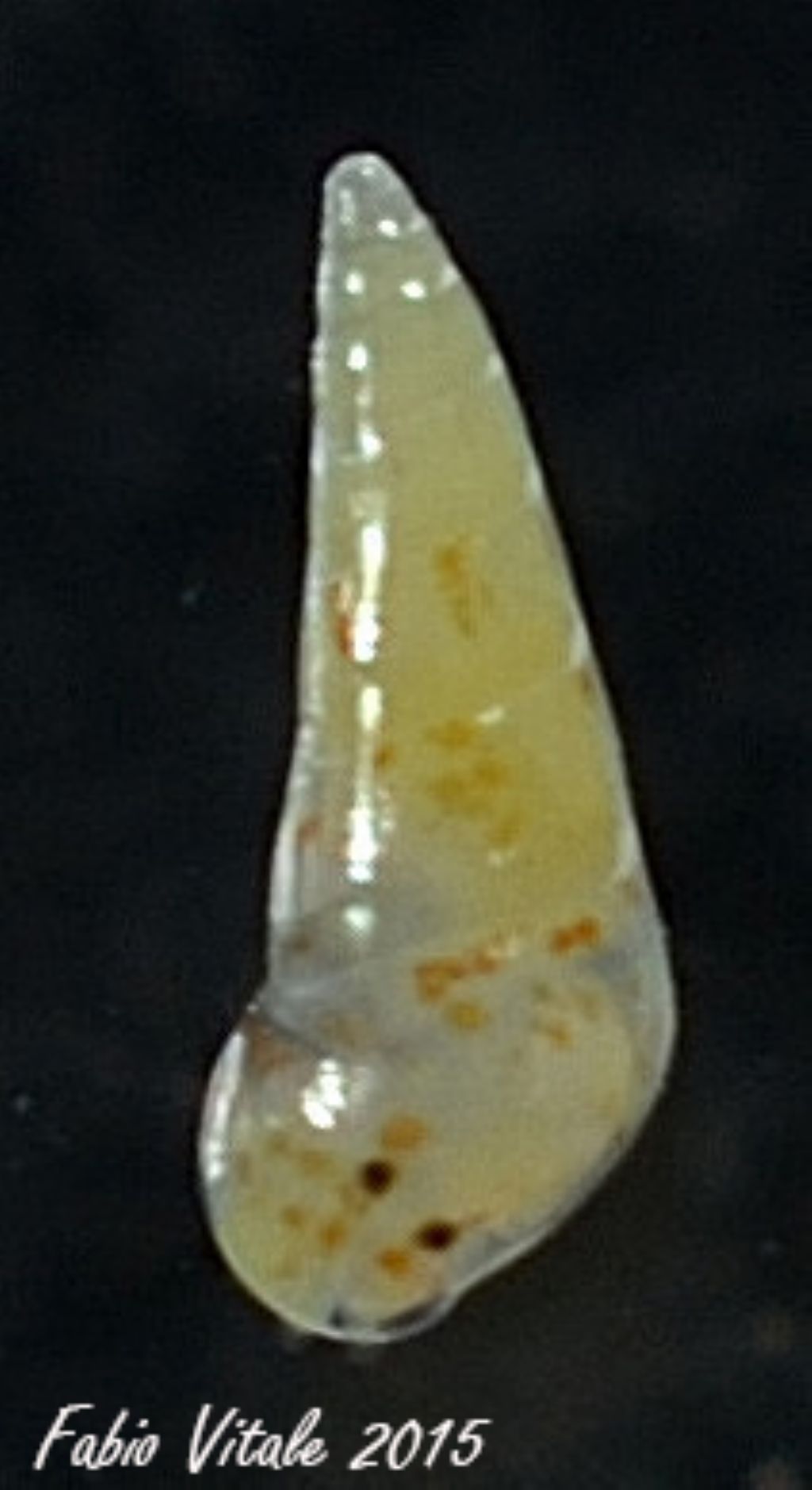 Eulimiidae